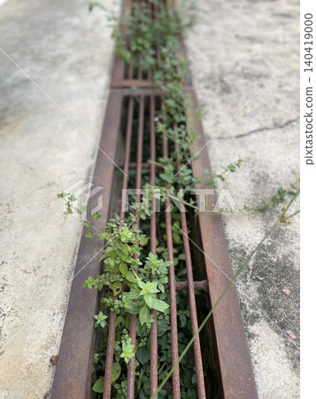 Wild Plants Growing Through Metal Drain Grate Wild Plants Growing Through Metal Drain Grate 140419000