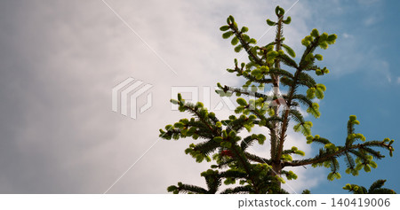 Low angle view of young pine branches with bright green needles under overcast weather Low angle view of young pine branches with bright green needles under overcast weather 140419006