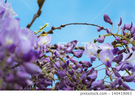 Beautiful purple wisteria flowers blooming on branches against a vibrant clear blue sky background 140419063