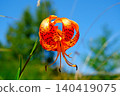 Tiger lilies blooming on the plateau 140419075