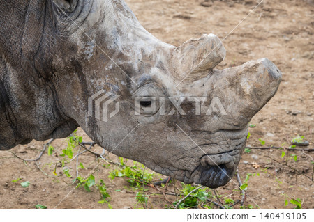 Detailed view of a rhino's head and horn against a dusty earth background in daylight 140419105