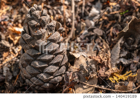 High angle view of a dry pinecone resting among fallen autumn leaves and soil debris High angle view of a dry pinecone resting among fallen autumn leaves and soil debris 140419189