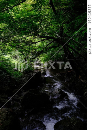 一條清澈的小溪潺潺流過綠意盎然的森林,景色優美。 一條清澈的小溪潺潺流過綠意盎然的森林,景色優美。 140419255