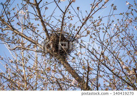 Bird's nest made of cherry tree Bird's nest made of cherry tree 140419270