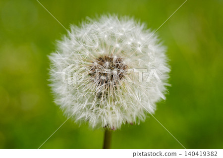 Sharp macro photograph of a dandelion clock showing intricate seed details and white fluff Sharp macro photograph of a dandelion clock showing intricate seed details and white fluff 140419382