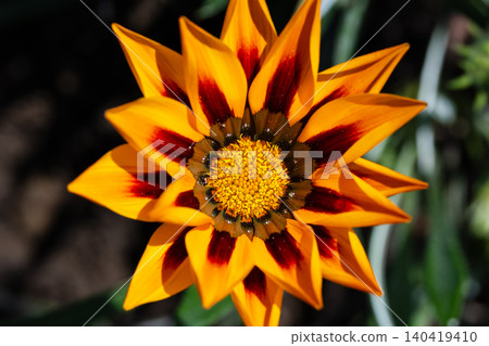 Top down view of a vibrant Treasure Flower with bold orange petals and dark red ring accents Top down view of a vibrant Treasure Flower with bold orange petals and dark red ring accents 140419410