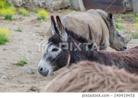 A donkey stands close to a rhinoceros in a field during the day. A donkey stands close to a rhinoceros in a field during the day. 140419458