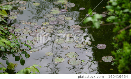 Lily pads are scattered on water with plants and trees around the pond. Lily pads are scattered on water with plants and trees around the pond. 140419464