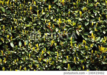 Full-frame overhead shot of a manicured green hedge with vibrant new leaf growth 140419482