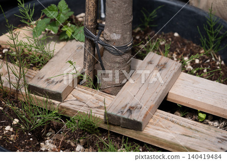 Close-up of a young tree trunk secured with rubber ties and wooden supports in a planter 140419484