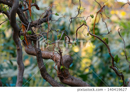 Unique twisted and spiraling tree branches with small green buds in a forest setting Unique twisted and spiraling tree branches with small green buds in a forest setting 140419627