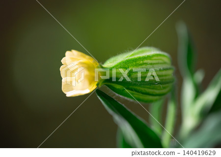 Extreme close-up of a green striped flower bud starting to bloom against a dark background Extreme close-up of a green striped flower bud starting to bloom against a dark background 140419629