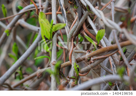 Macro shot of tangled brown vines featuring vibrant green leaves. Soft natural light, shallow DOF Macro shot of tangled brown vines featuring vibrant green leaves. Soft natural light, shallow DOF 140419656