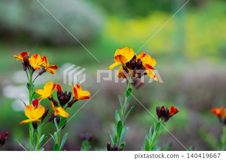 Selective focus shot of vibrant orange and yellow flowers blooming in a soft bokeh garden Selective focus shot of vibrant orange and yellow flowers blooming in a soft bokeh garden 140419667