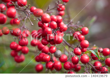 Detailed macro shot of clusters of red berries with shallow depth of field and soft lighting Detailed macro shot of clusters of red berries with shallow depth of field and soft lighting 140419679
