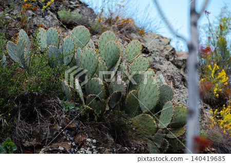 Large Opuntia cactus cluster in a natural rocky landscape with wild yellow flowers and daylight 140419685
