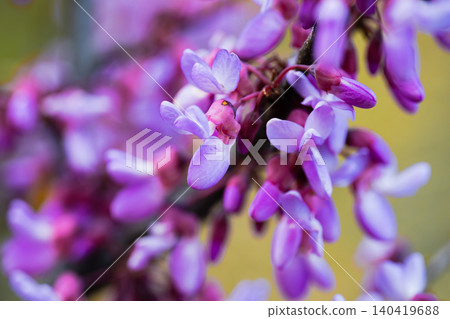 Vibrant pink and purple Cercis siliquastrum flowers blooming on a branch with a soft bokeh background Vibrant pink and purple Cercis siliquastrum flowers blooming on a branch with a soft bokeh background 140419688