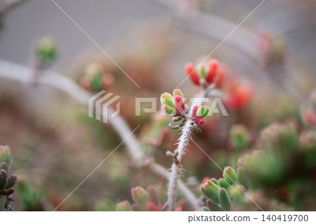 Extreme close-up of vibrant succulent buds with soft natural lighting and bokeh background Extreme close-up of vibrant succulent buds with soft natural lighting and bokeh background 140419700
