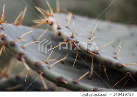 Macro detail of cactus spines and needles on green pads with shallow depth of field and soft light Macro detail of cactus spines and needles on green pads with shallow depth of field and soft light 140419727