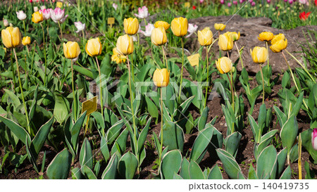 Yellow tulips growing in soil with yellow identification markers in a botanical research garden 140419735