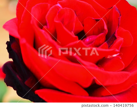 玫瑰(卡門,afp2 20260515075620) 玫瑰(卡門,afp2 20260515075620) 140419756