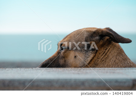 Side view of a dog looking over a ledge with a soft teal bokeh background Side view of a dog looking over a ledge with a soft teal bokeh background 140419804