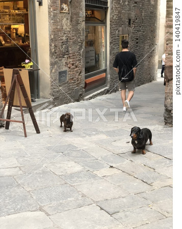 Dogs walking alone on the cobblestone streets of an old town Dogs walking alone on the cobblestone streets of an old town 140419847