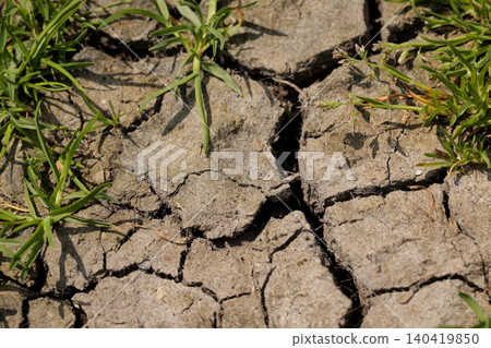 Top-down view of parched, cracked earth texture with small green plants emerging 140419850
