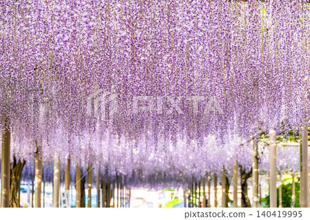Wisteria in full bloom at Mandara-ji Park Wisteria in full bloom at Mandara-ji Park 140419995