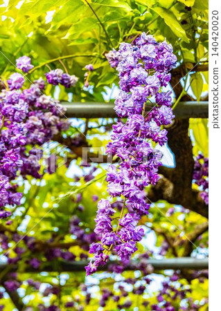 Close-up of double-flowered wisteria in full bloom Close-up of double-flowered wisteria in full bloom 140420020