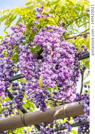 Close-up of double-flowered wisteria in full bloom Close-up of double-flowered wisteria in full bloom 140420021