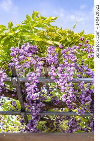 Close-up of double-flowered wisteria in full bloom Close-up of double-flowered wisteria in full bloom 140420022