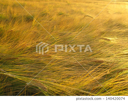Wheat, field and farm with plant in wind with leaves or growth of grain for production of agriculture. Sustainable, farming and crop of organic food, grass and outdoor in summer, nature or pasture 140420074