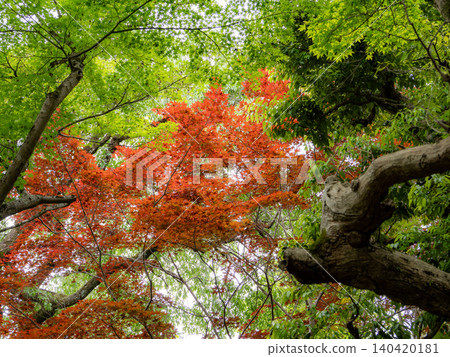 常寂光院,四周綠樹環繞 常寂光院,四周綠樹環繞 140420181