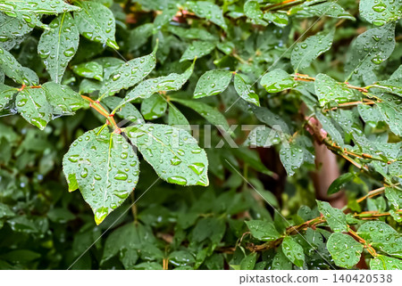 雨後,鮮嫩的嫩葉上掛滿了雨滴,呈現出獨特的質感。 雨後,鮮嫩的嫩葉上掛滿了雨滴,呈現出獨特的質感。 140420538