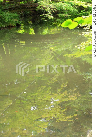 京都府立植物園的花卉 京都府立植物園的花卉 140420562