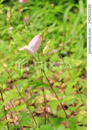 京都府立植物園的花卉 京都府立植物園的花卉 140420580