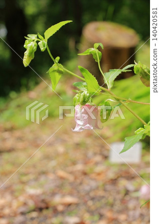 京都府立植物園的花卉 京都府立植物園的花卉 140420581