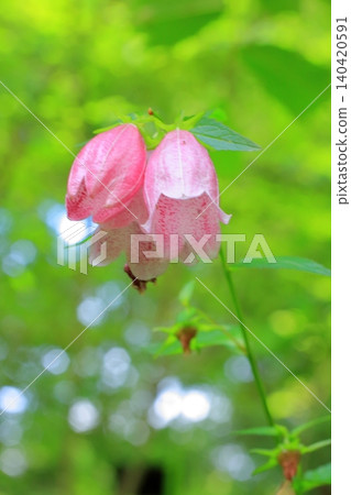 Flowers at Kyoto Prefectural Botanical Garden Flowers at Kyoto Prefectural Botanical Garden 140420591