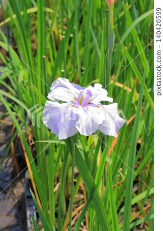 京都府立植物園的花卉 京都府立植物園的花卉 140420599