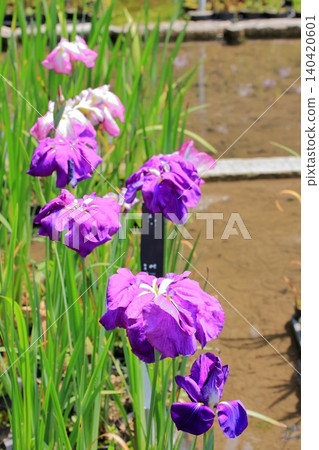 京都府立植物園的花卉 140420601