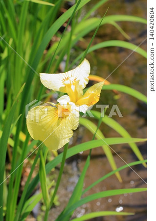 Flowers at Kyoto Prefectural Botanical Garden Flowers at Kyoto Prefectural Botanical Garden 140420604