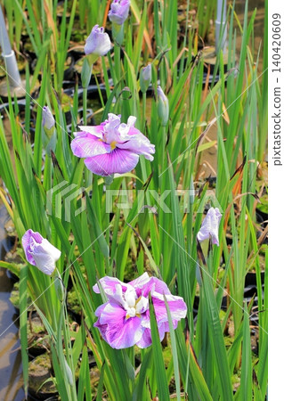 京都府立植物園的花卉 京都府立植物園的花卉 140420609