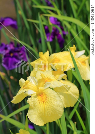 京都府立植物園的花卉 140420614