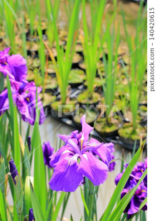 京都府立植物園的花卉 京都府立植物園的花卉 140420615