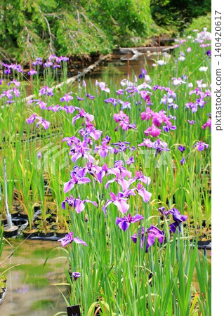 Flowers at Kyoto Prefectural Botanical Garden Flowers at Kyoto Prefectural Botanical Garden 140420617