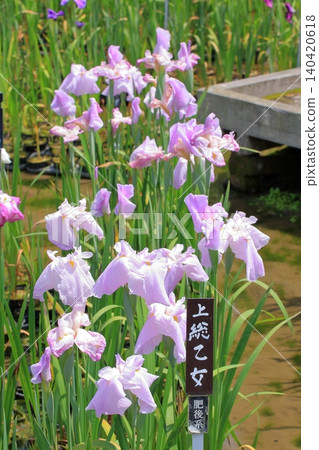 京都府立植物園的花卉 京都府立植物園的花卉 140420618