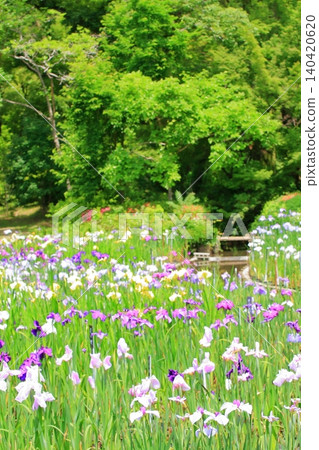 Flowers at Kyoto Prefectural Botanical Garden 140420620