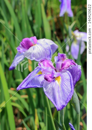 京都府立植物園的花卉 京都府立植物園的花卉 140420622