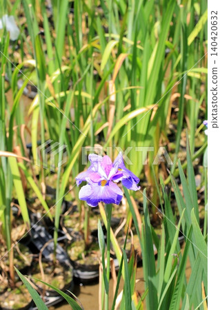 京都府立植物園的花卉 京都府立植物園的花卉 140420632